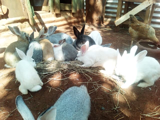 rabbits 